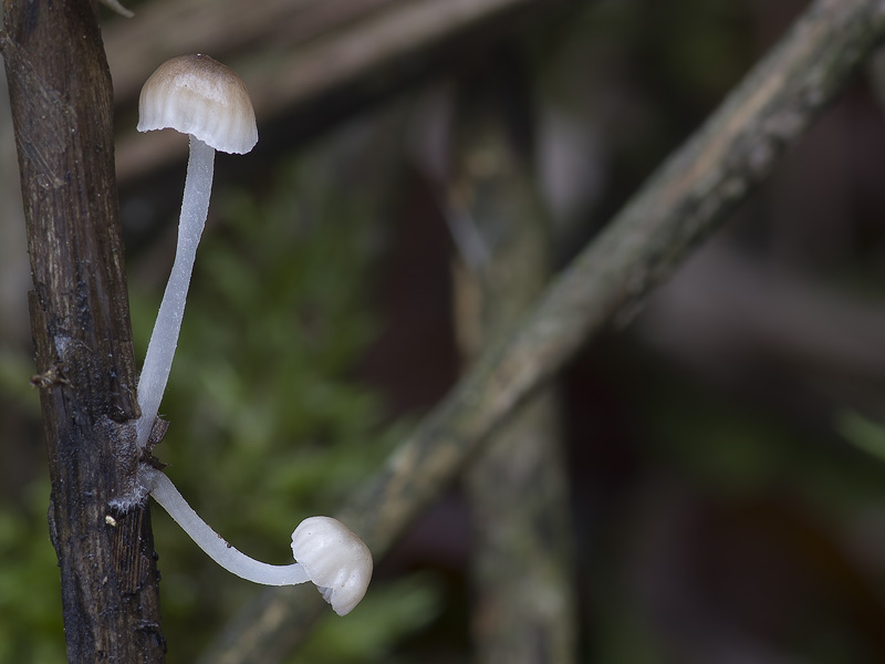 Mycena belliae